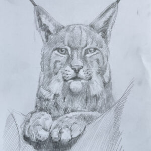 Рись. Графіка